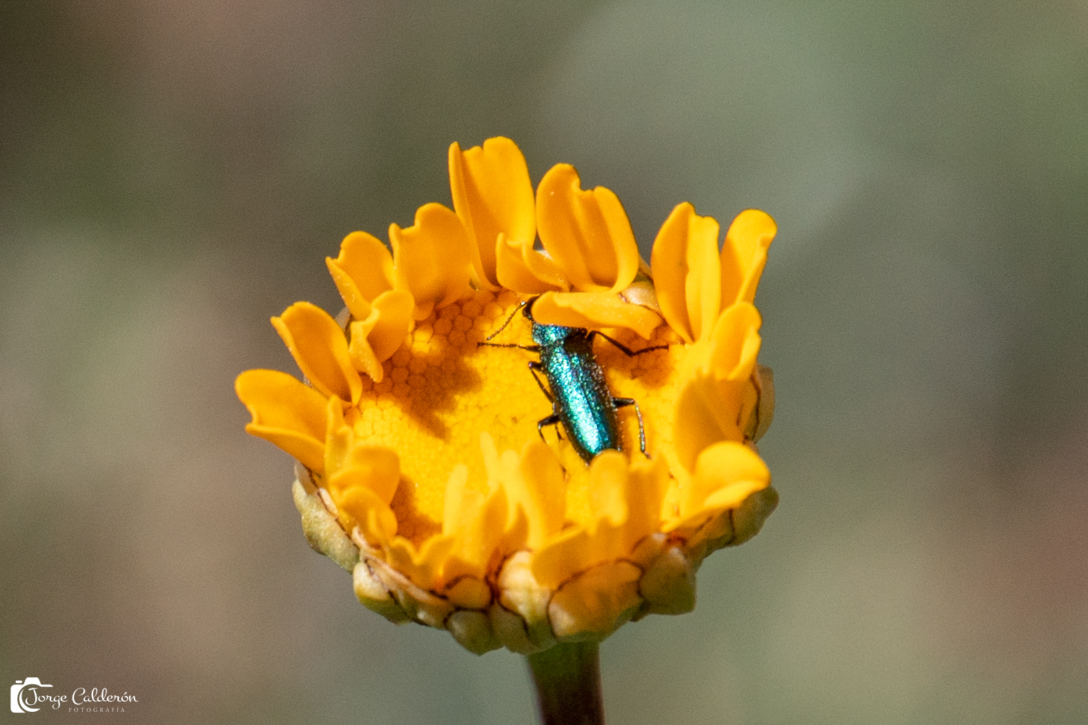insectos